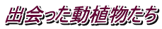 出会った動植物たち